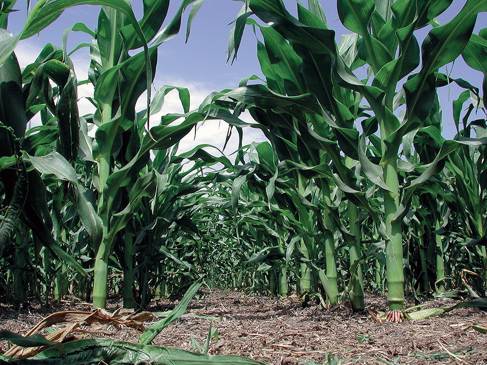 En EnBio 2024 presentan un fertilizante y fungicida biológico para maíz